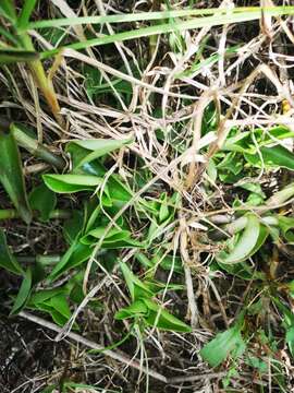 Image of Tradescantiaceae