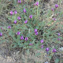 Image of Astragalus lycius Boiss.