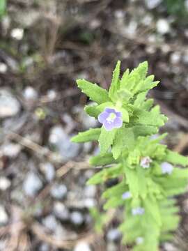 Imagem de Stemodia maritima L.