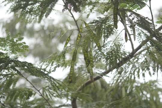 Plancia ëd Leucaena diversifolia (Schltdl.) Benth.