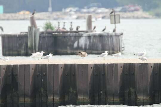 Image of Ring-billed Gull