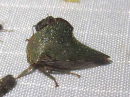 Image of Telamona monticola Fabricius