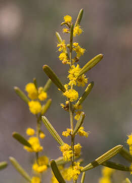 Image of Acacia sclerophylla var. sclerophylla