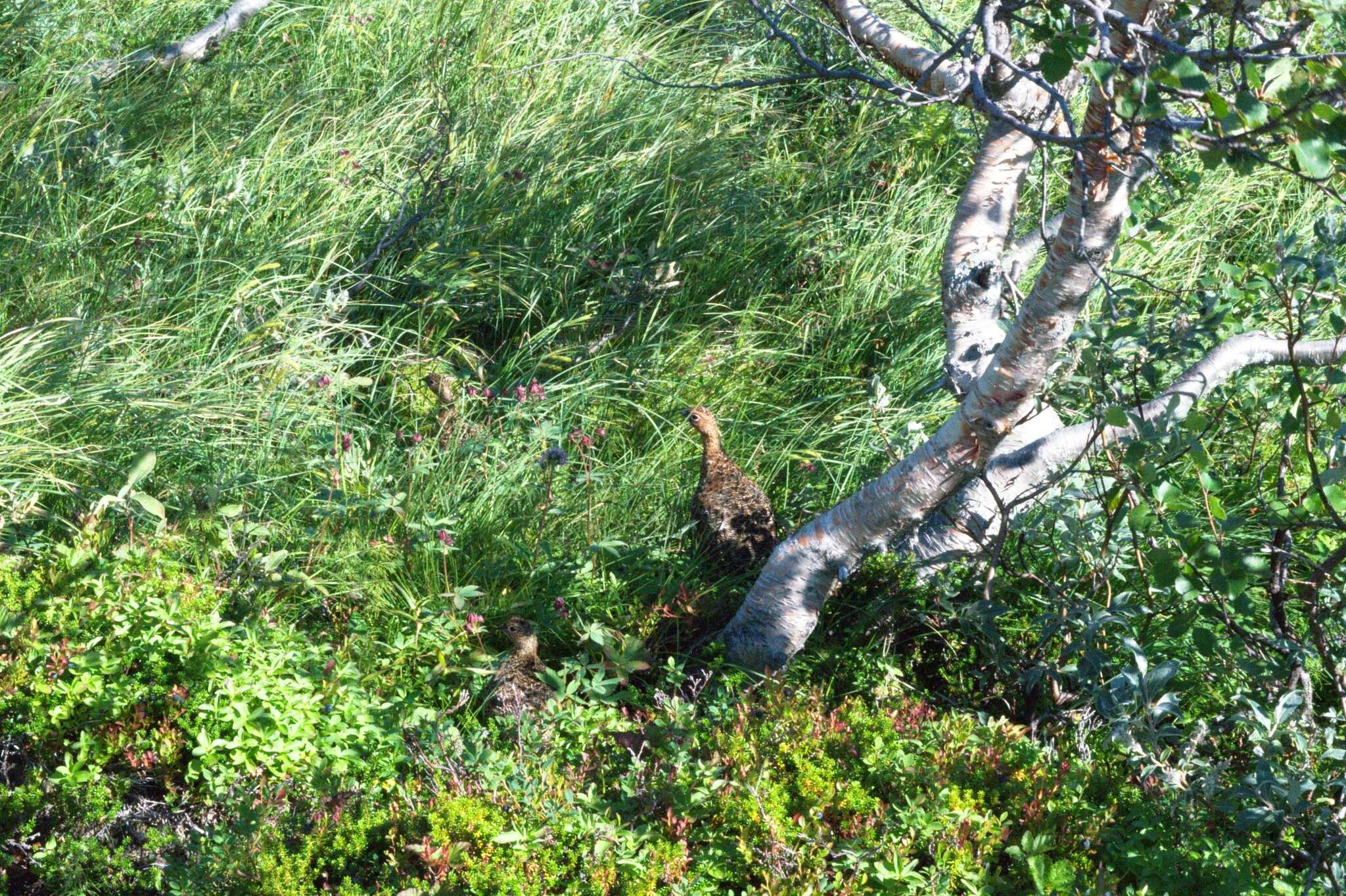 Imagem de Lagopus lagopus lagopus (Linnaeus 1758)