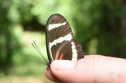 Image of Heliconius hewitsoni Staudinger 1875