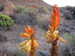 Image of Aloe microstigma subsp. microstigma