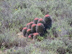 Image of Euphorbia stellispina Haw.