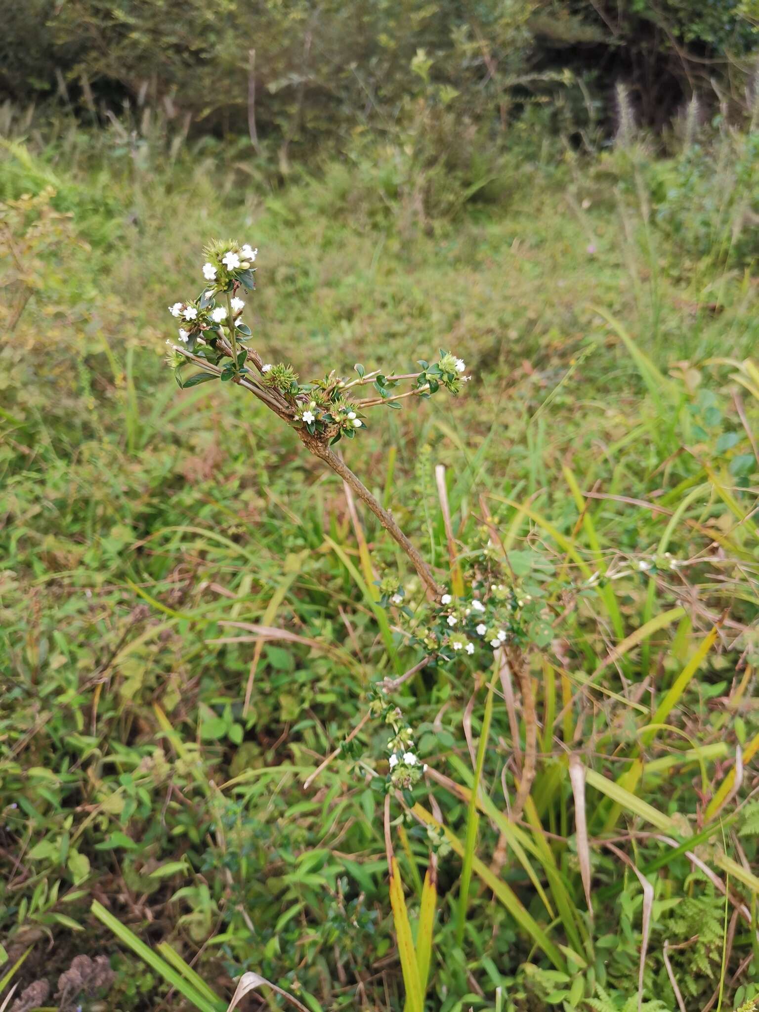 Image of snowrose