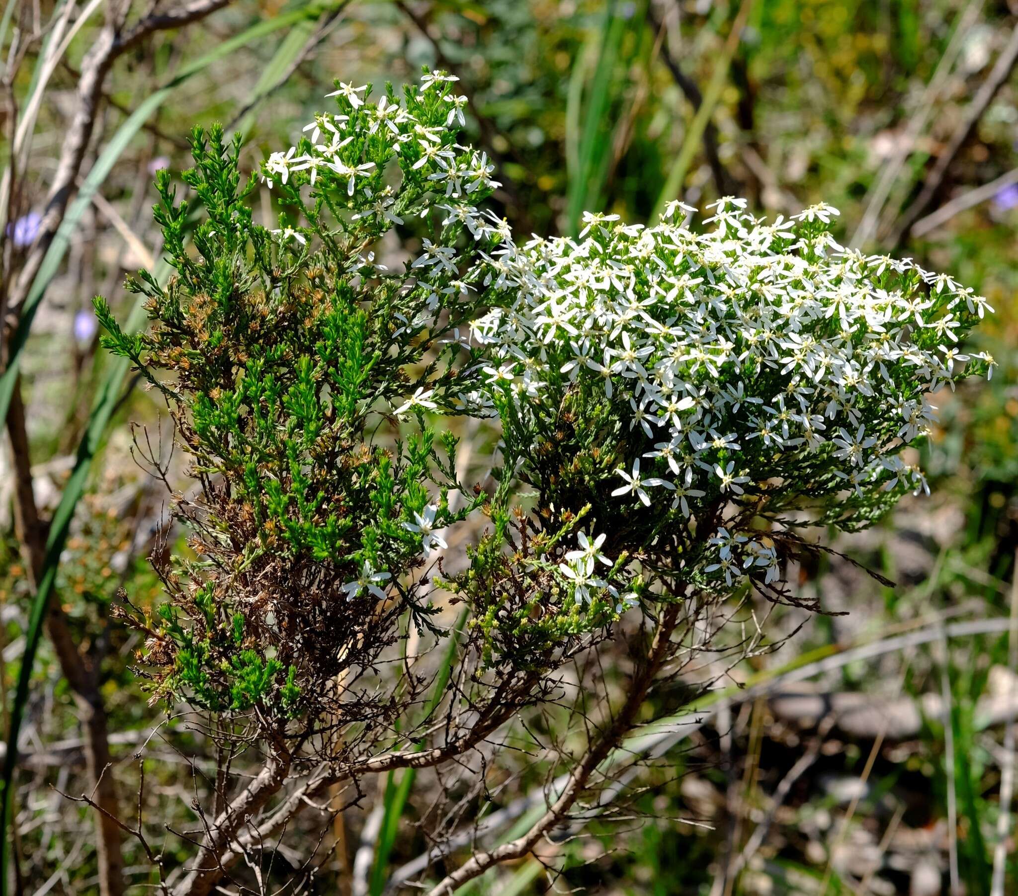 Image de Olearia teretifolia (Sond.) F. Müll.