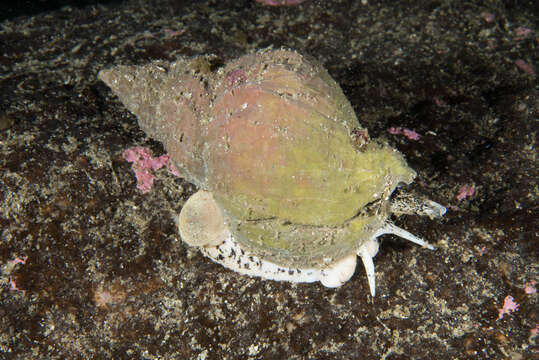 Image of Common whelk