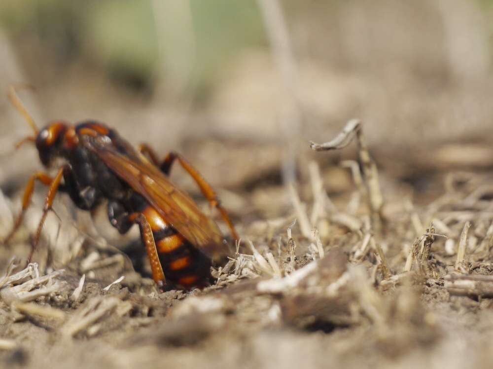 Слика од Cryptocheilus rubellus (Eversmann 1846)