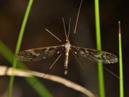 Image of Leptotarsus (Macromastix) binotatus (Hutton 1900)