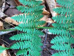 Image de Dryopteris triploidea Wherry