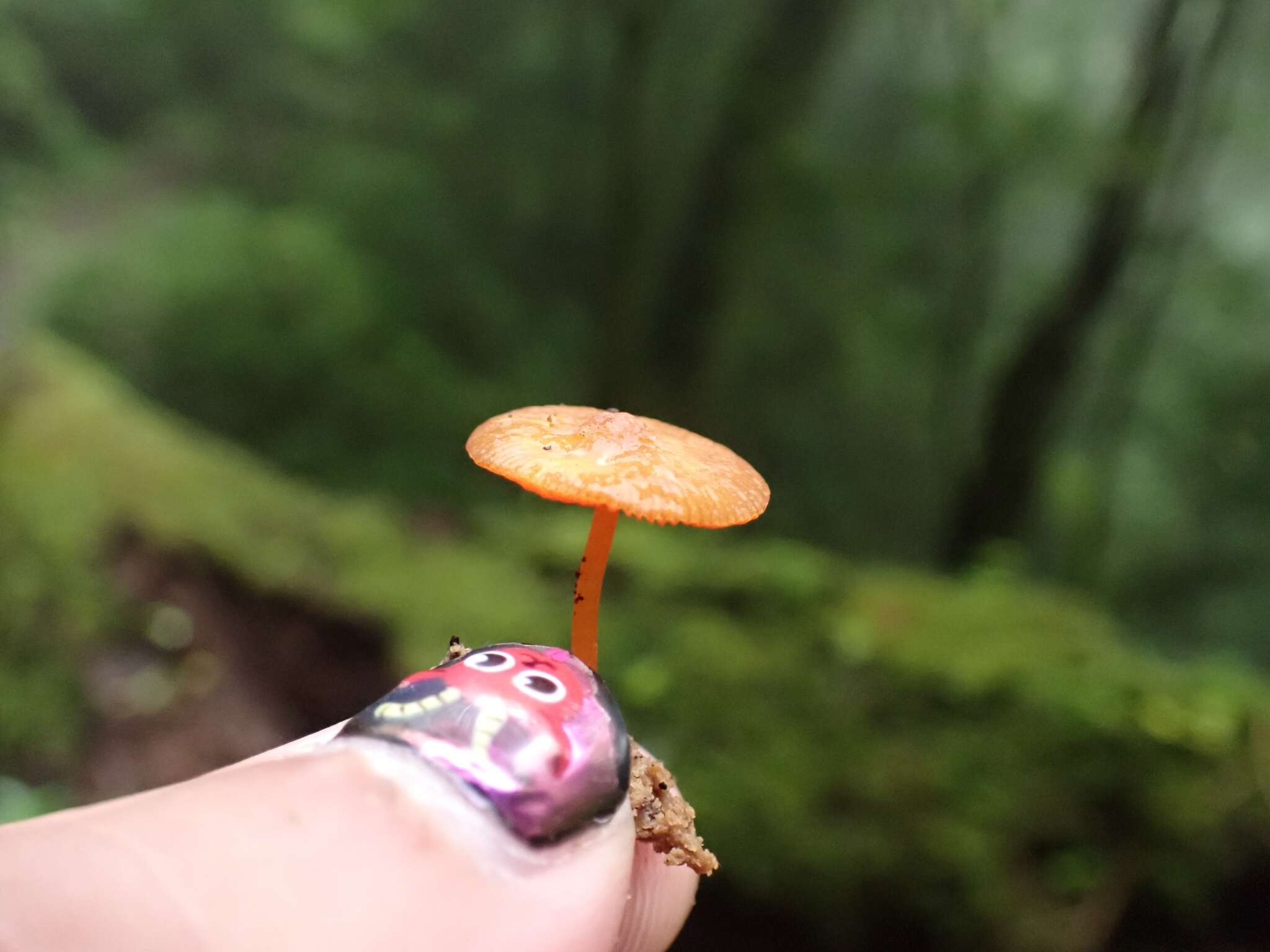 Image of Pluteus horakianus Rodr.-Alcánt. 2009