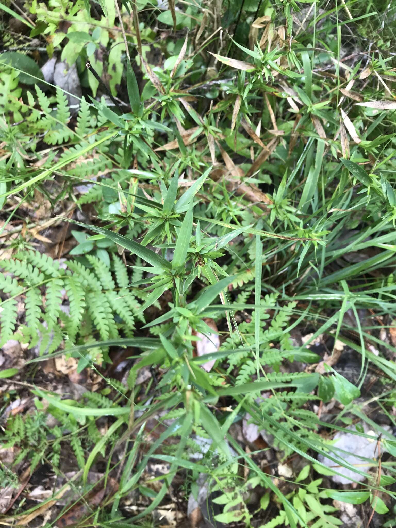 Image of Woolly Rosette Grass