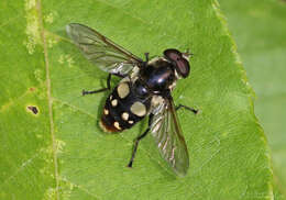 صورة Sericomyia lata (Cqouillett 1907)