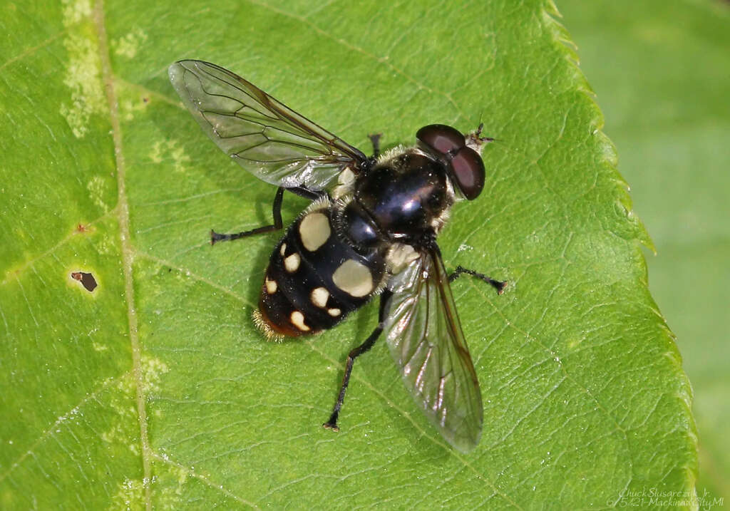 صورة Sericomyia lata (Cqouillett 1907)