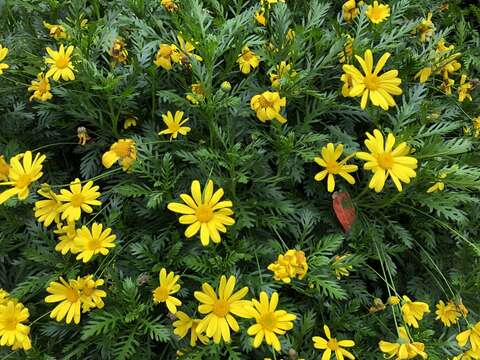 Imagem de Euryops chrysanthemoides (DC.) B. Nordenst.