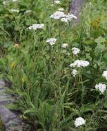 Achillea alpina subsp. alpina resmi