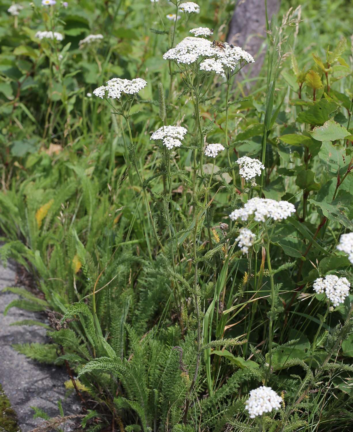 Слика од Achillea alpina subsp. alpina