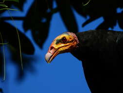 Image of Greater Yellow-headed Vulture