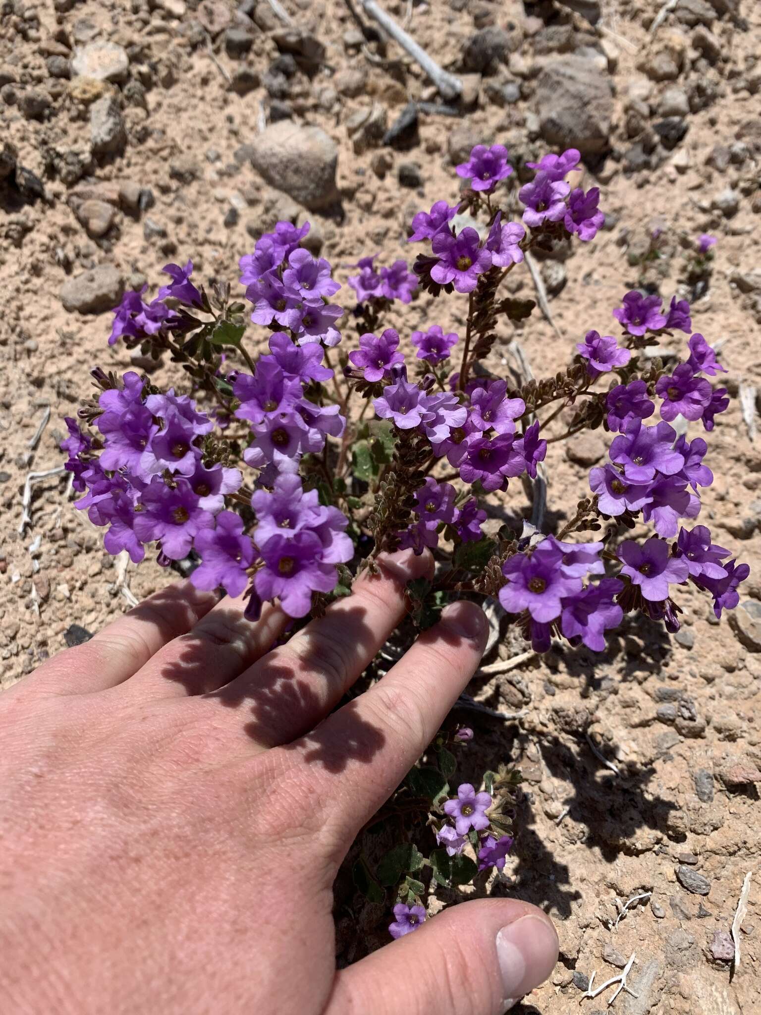 Phacelia pulchella A. Gray resmi