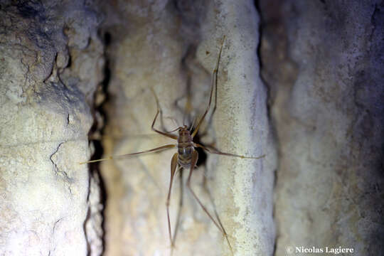 Image of Dolichopoda (Dolichopoda) naxia Boudou-Saltet 1973