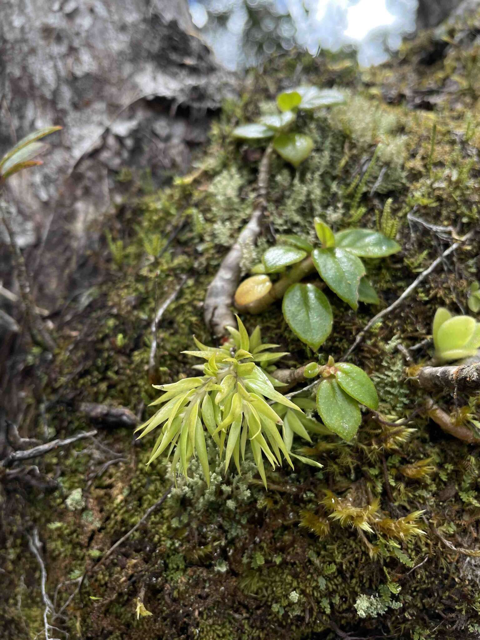 Image of needleleaf clubmoss