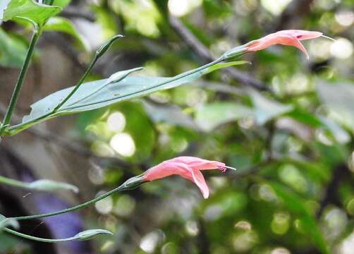 Image of Dicliptera sciadephora Donn. Sm.