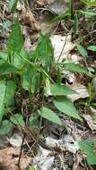 Image of sessileleaf bellwort