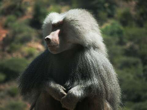 Image of hamadryas baboon