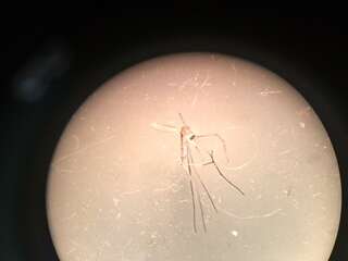 Image of Mosquito