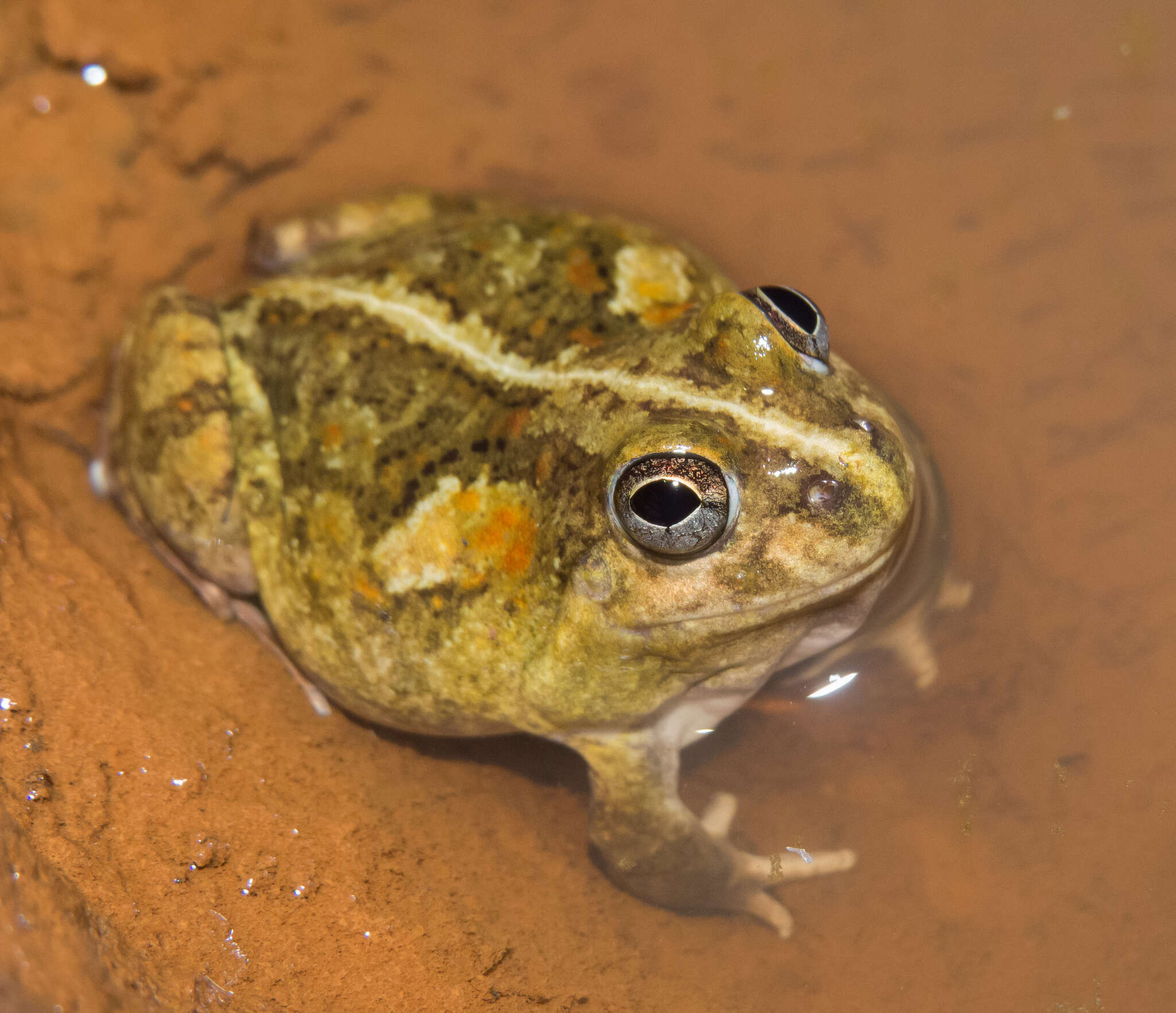 Image of Peters' four-eyed frog