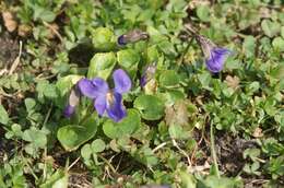 Image of sweet violet