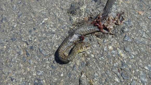 Image of Patagonia Green Racer