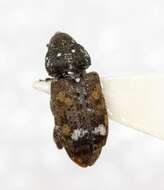 Image of Sitka spruce weevil