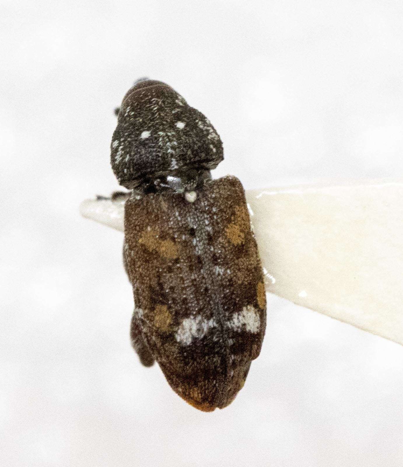 Image of Sitka spruce weevil