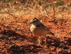 Image of Mirafra africana transvaalensis Hartert 1900