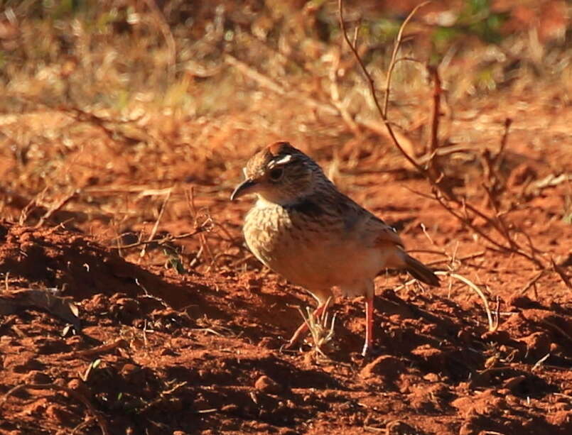 Image of Mirafra africana transvaalensis Hartert 1900