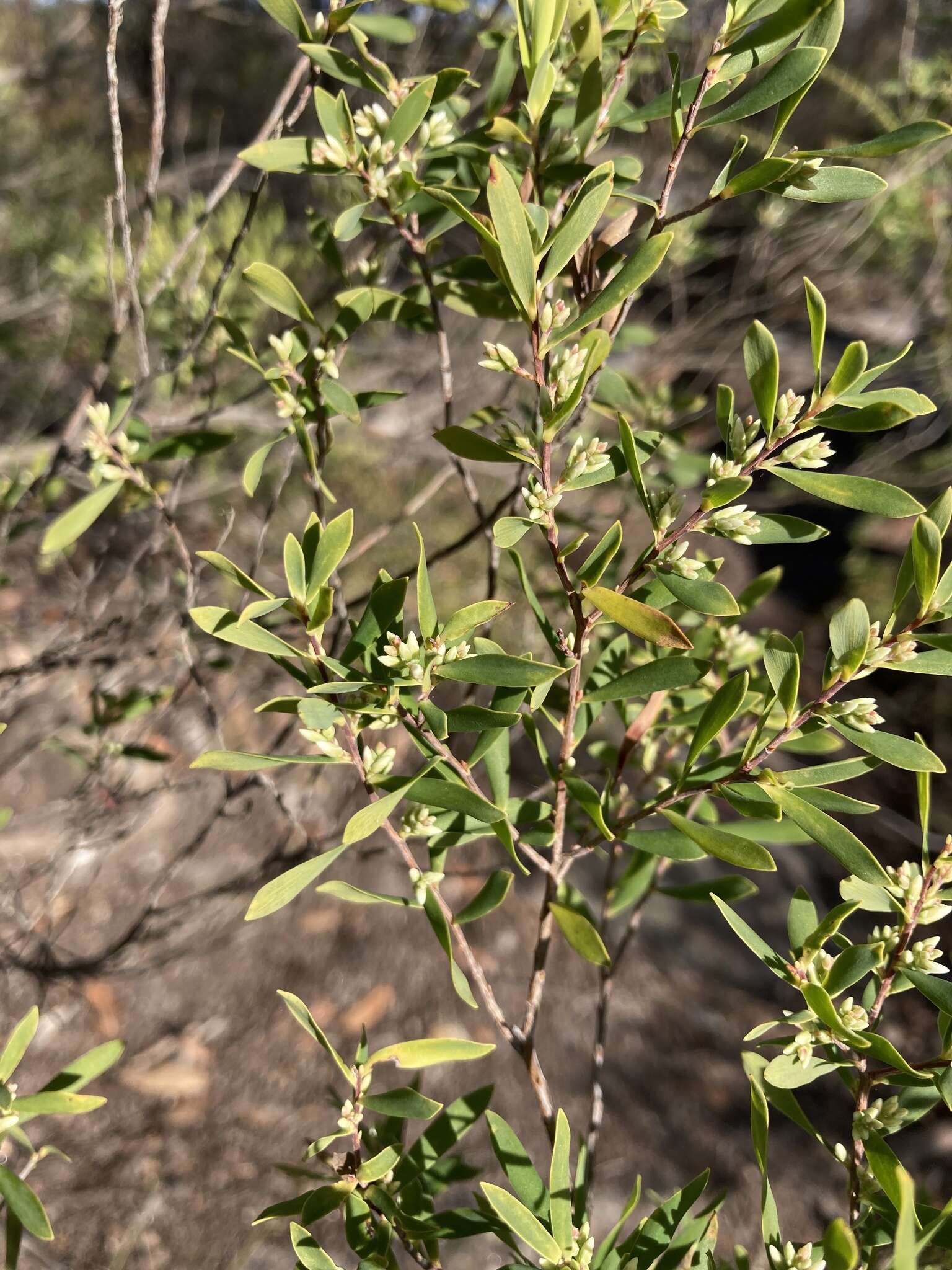 Plancia ëd Leucopogon muticus R. Br.