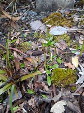 Image of Ophioglossum coriaceum A. Cunn.