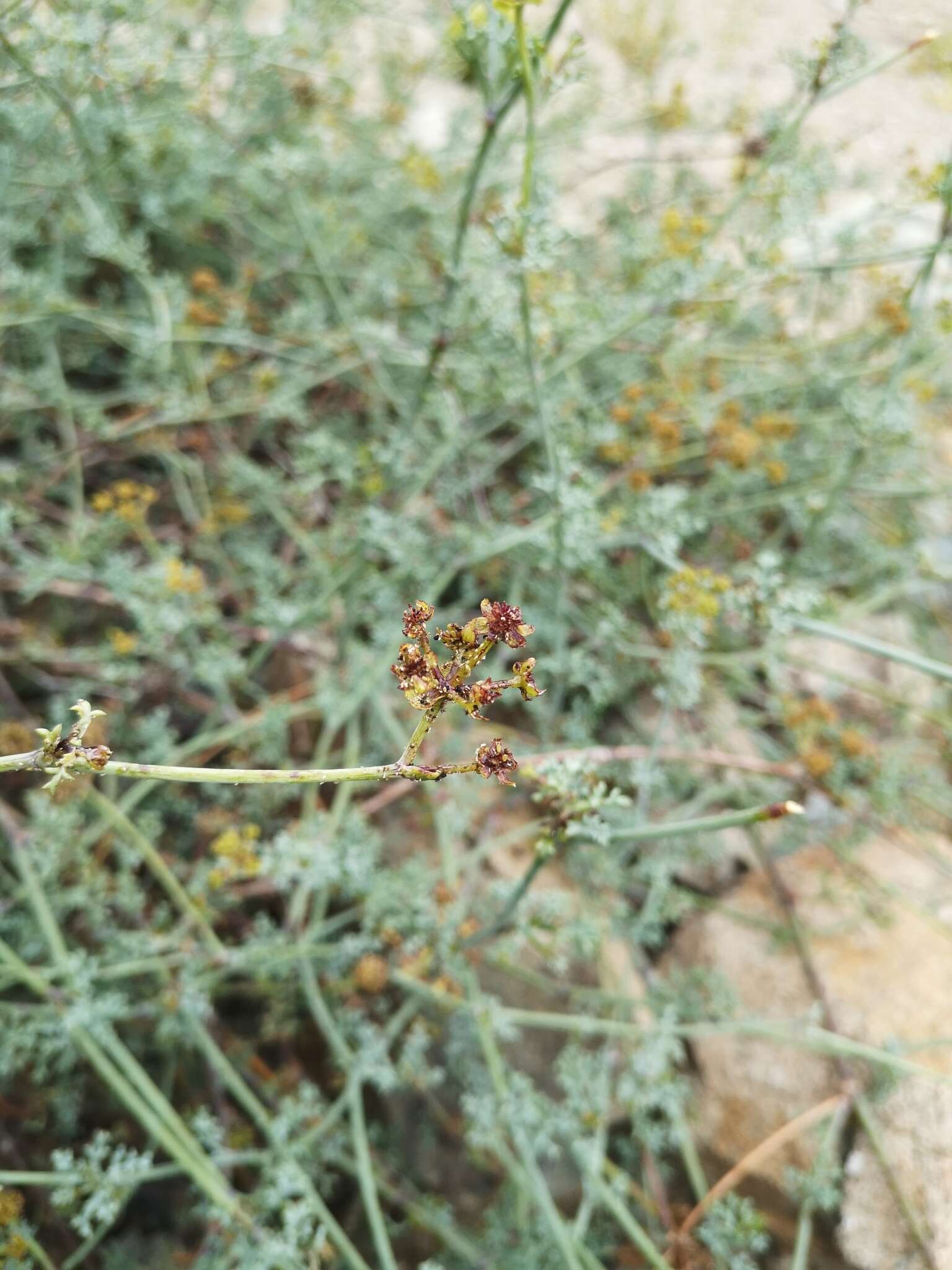 Image de Eremocharis fruticosa Phil.