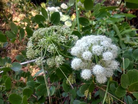 Image of Brewer's angelica