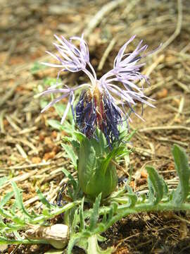 Image of Carduncellus mitissimus (L.) DC.