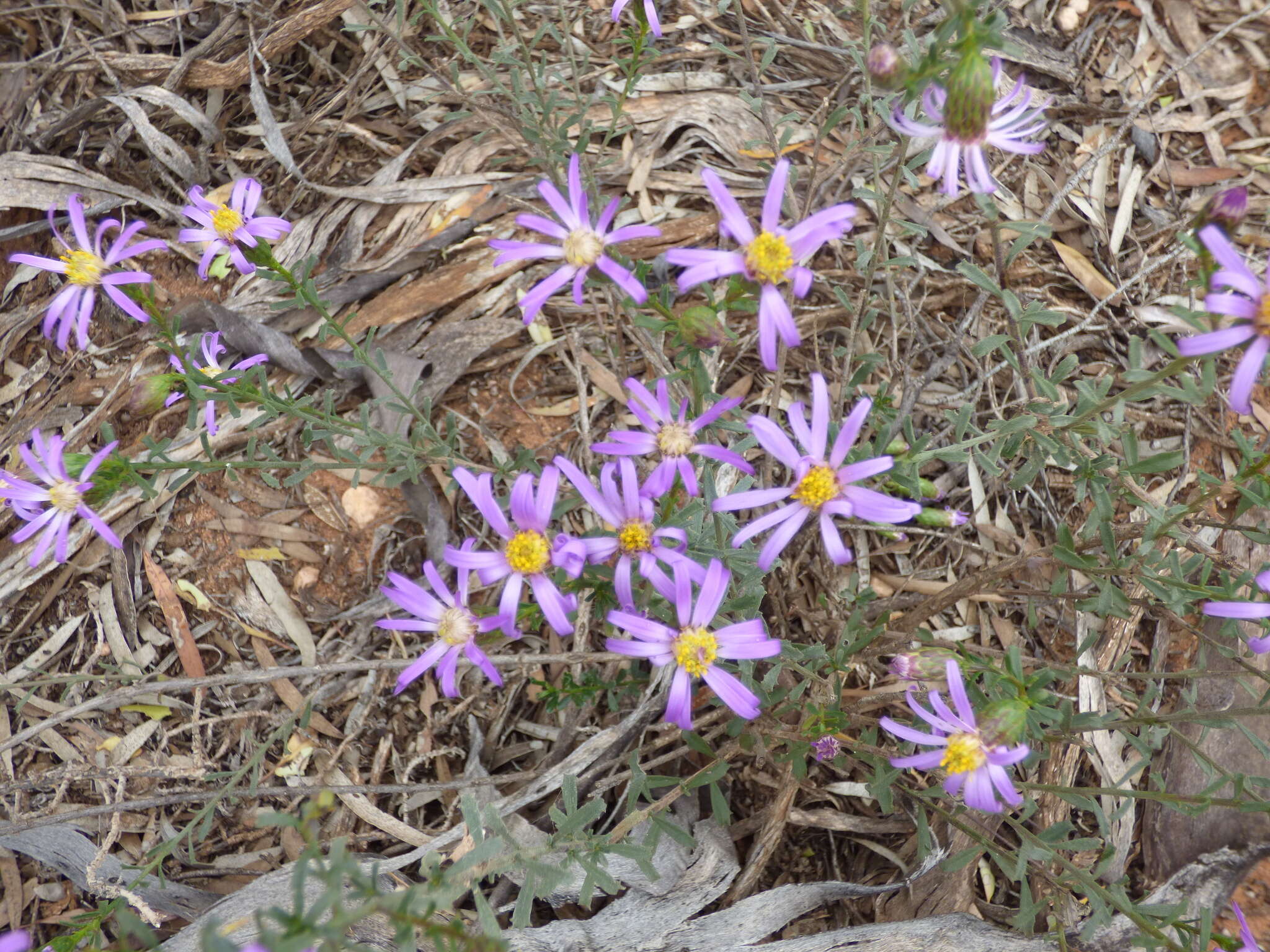 Image of splendid daisy-bush