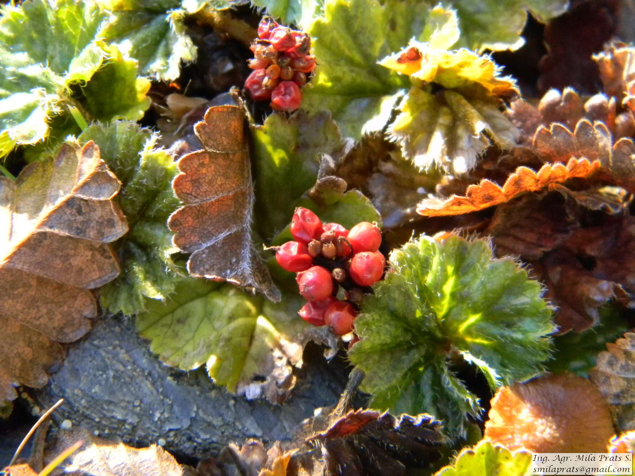 صورة Gunnera magellanica Lam.