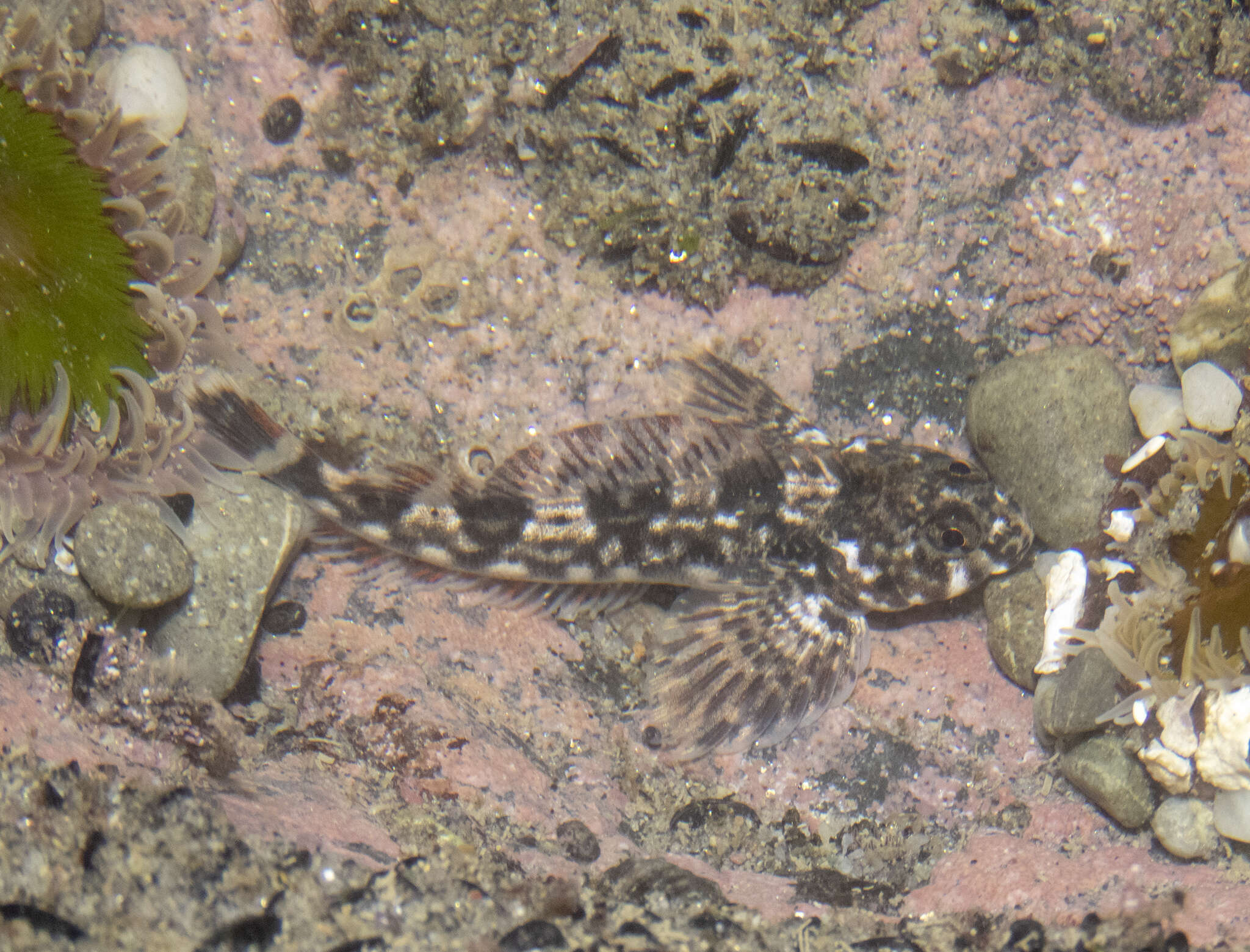 Image of Giant triplefin