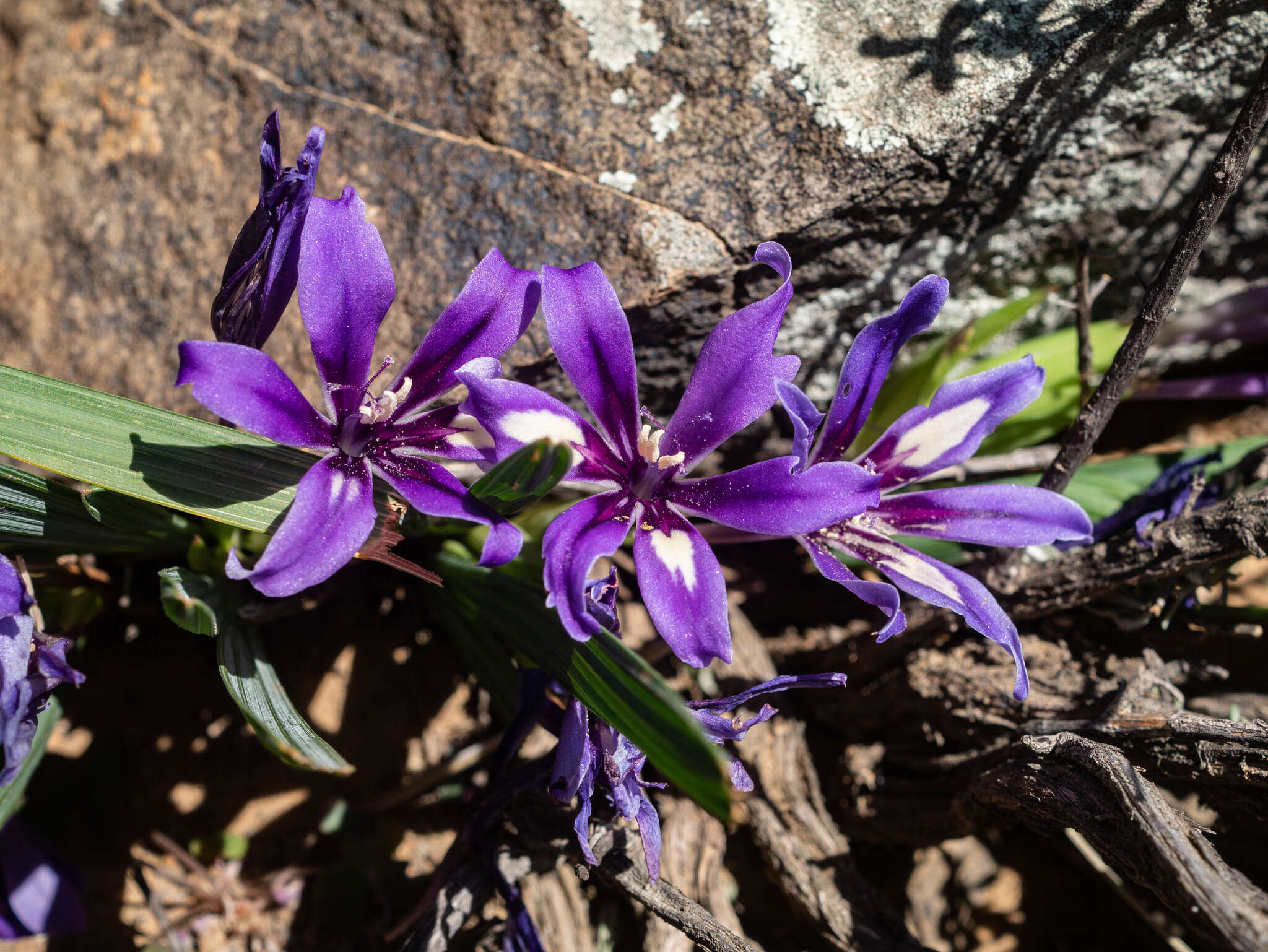 Image of Babiana cuneata J. C. Manning & Goldblatt