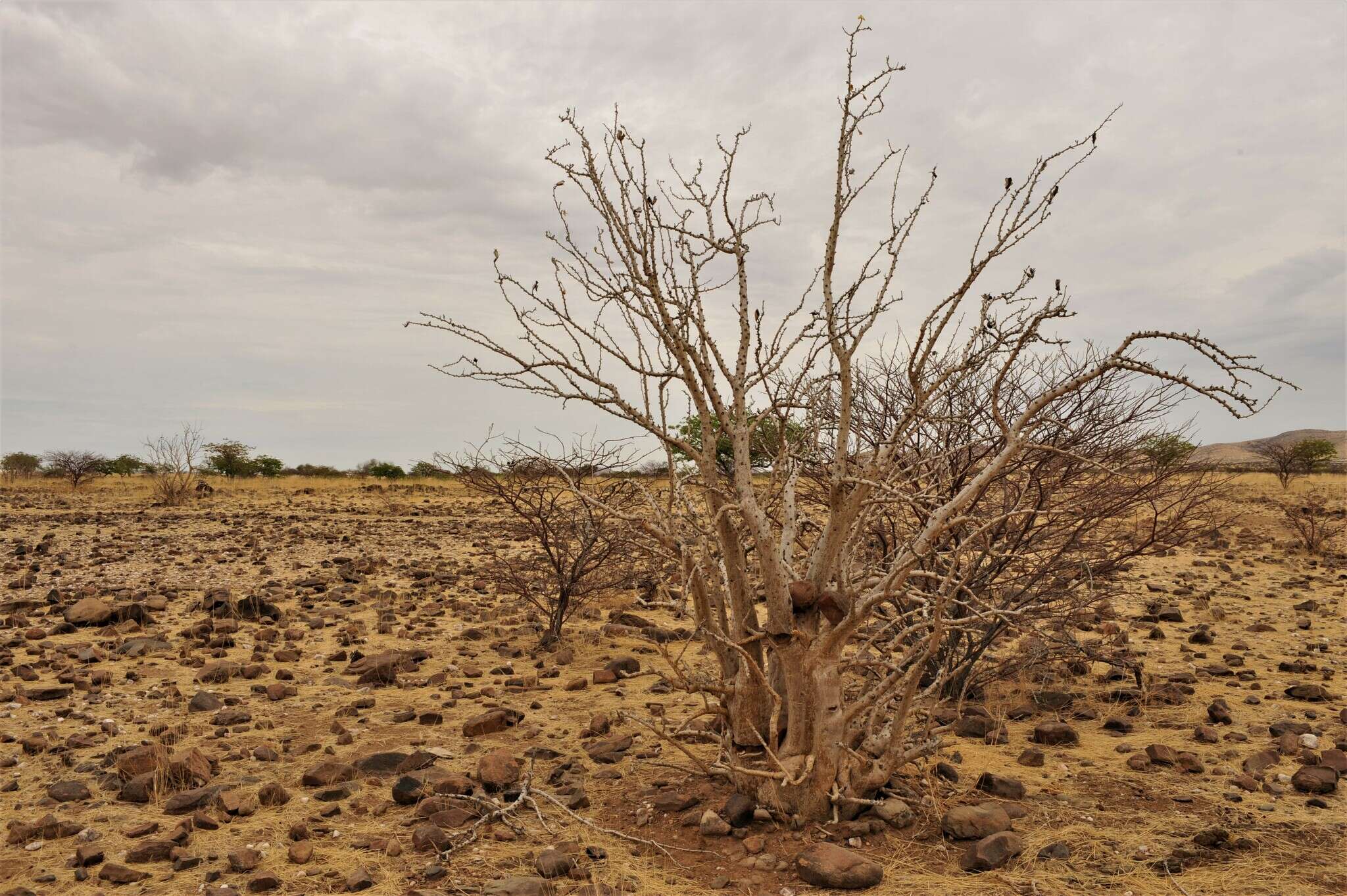 Image of Sesamothamnus guerichii (Engl.) E. A. Bruce