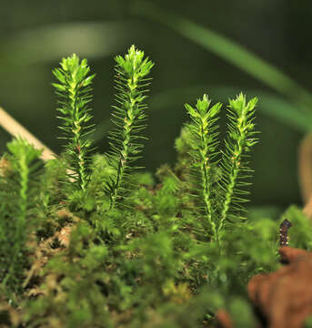 Image of Miyoshi's clubmoss